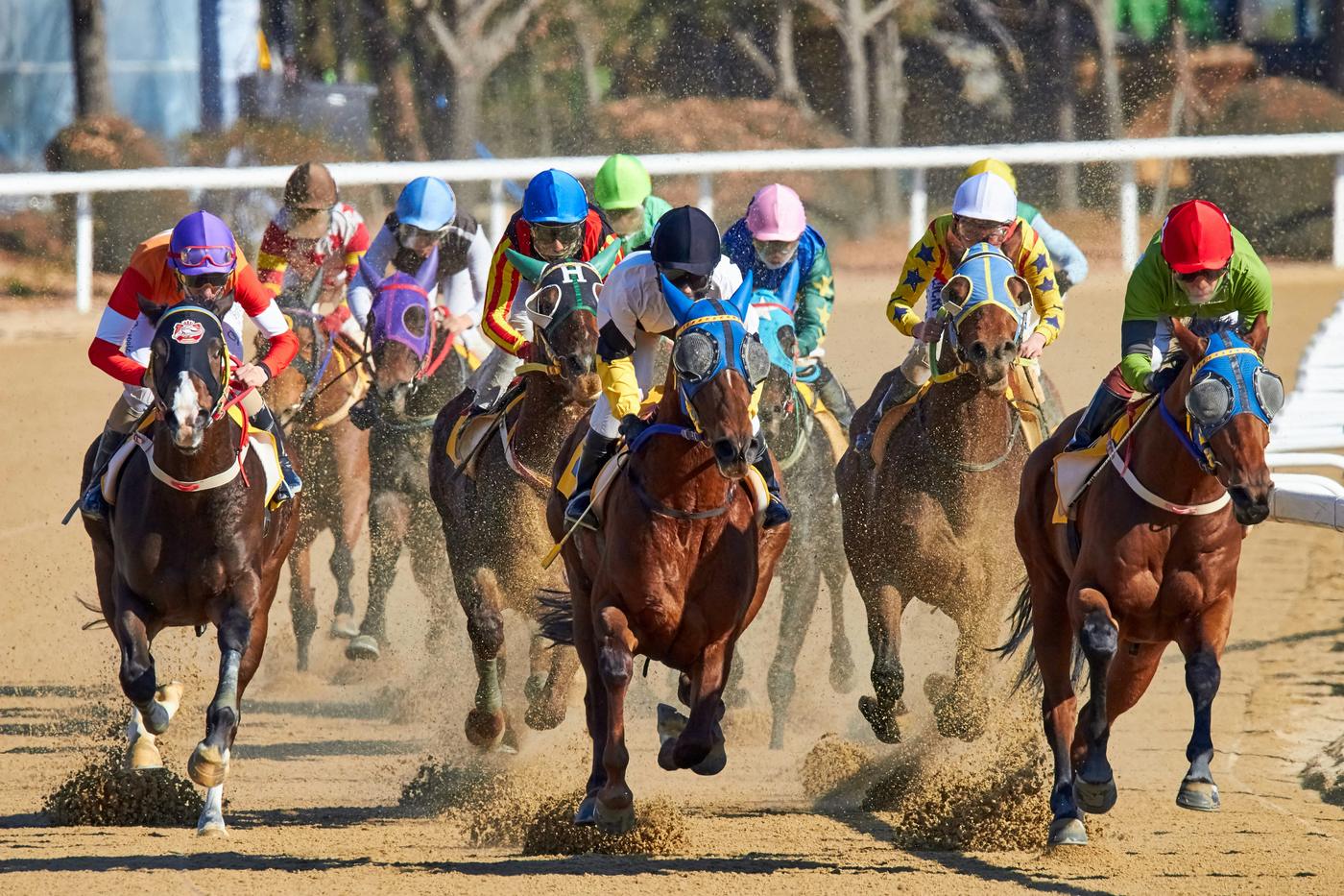 Pferde und Jockeys in bunten Farben im Rennen auf einer Sandbahn / Horses and jockeys in bright colours racing on a dirt track